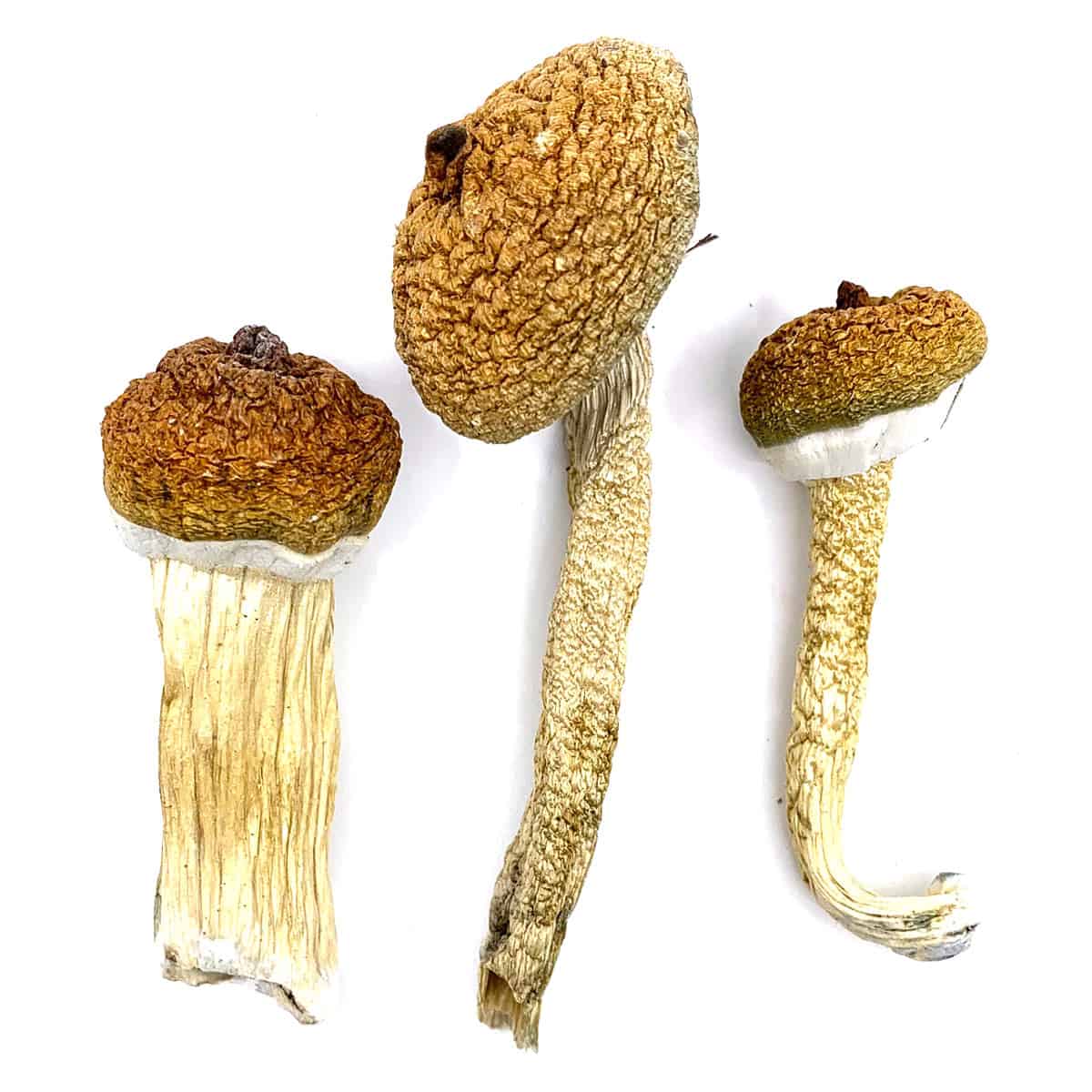 buy Blue meanie magic mushrooms, buy psychedelic mushroom uk, blue meanie mushroom