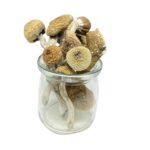 uk Ecuador magic mushrooms, buy psychedelic mushrooms online