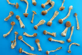 dried magic mushrooms, magic mushroom identification uk