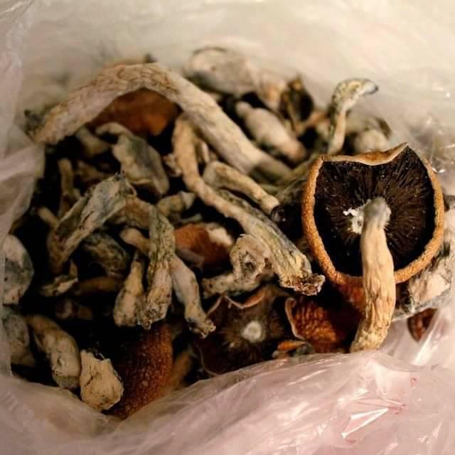 buy magic mushrooms online uk