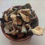buy b+ magic mushrooms uk