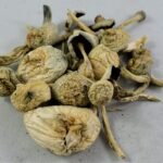 buy albino a+ magic mushrooms
