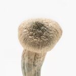 buy albino penis envy mushrooms online in the uk