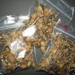 buy dry liberty caps psilocybin mushrooms uk, liberty caps uk, dried liberty caps