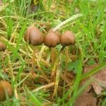 buy liberty caps shrooms