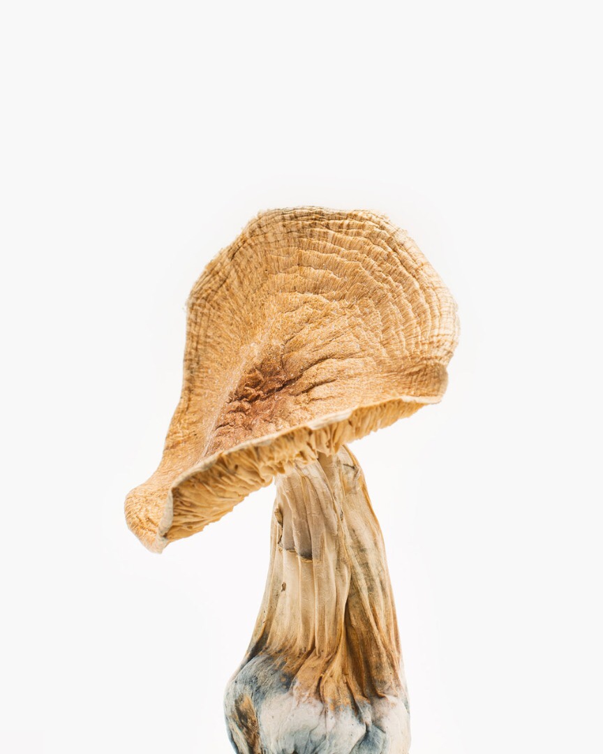 Buy Dried Magic Mushrooms in UK