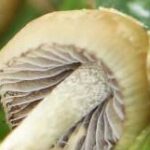 liberty cap gills