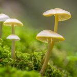 buy liberty caps for sale online in uk, liberty cap lookalikes, liberty caps identification UK, liberty cap mushroom