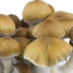 benefits of amazonian magic mushrooms