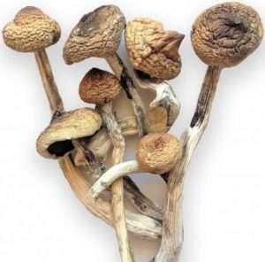 buy ecuadorian mushrooms uk, buy pscyhedelic mushroom uk, buy psilocybin mushrooms uk