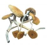 buy magic mushrooms uk, buy mazatapec mushrooms uk