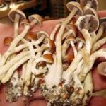 benefits of psilocybin mushrooms on depression