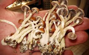 benefits of psilocybin mushrooms on depression