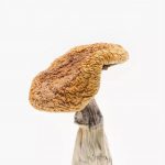 buy golden teacher mushrooms uk, buy psychedelic shrooms uk, magic mushrooms uk