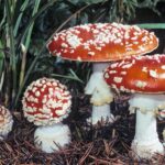 buy amanita muscaria for sale