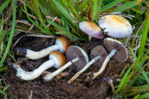 buy amazonian mushrooms uk