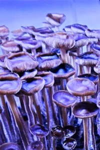 buy blue meanie mushrooms in uk