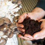 mushroom compost uk