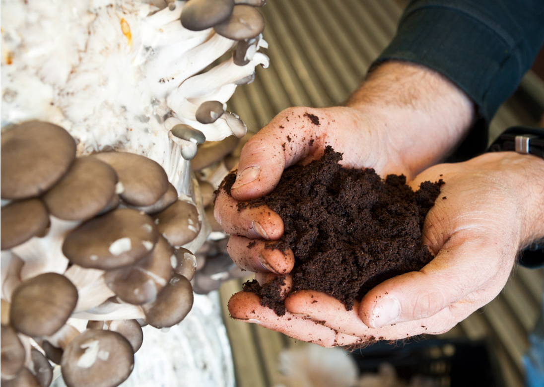 Mushroom Compost: The Complete UK Guide for Gardening, Soil Health & Sustainability