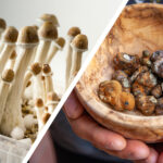 magic truffles vs mushrooms