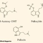 psilocybin vs dmt
